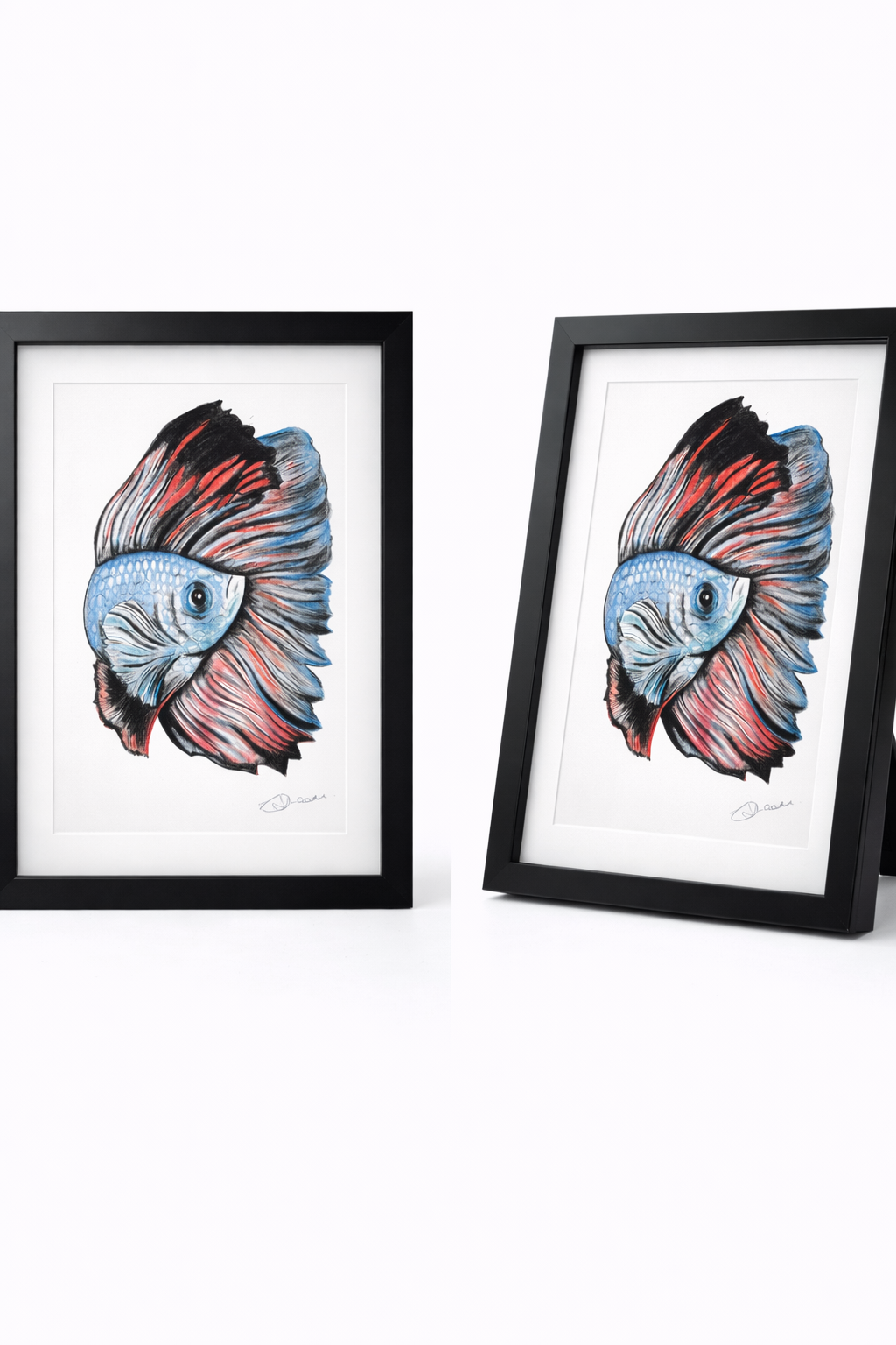 Fighting Fish - Coloured Pencil Sketch