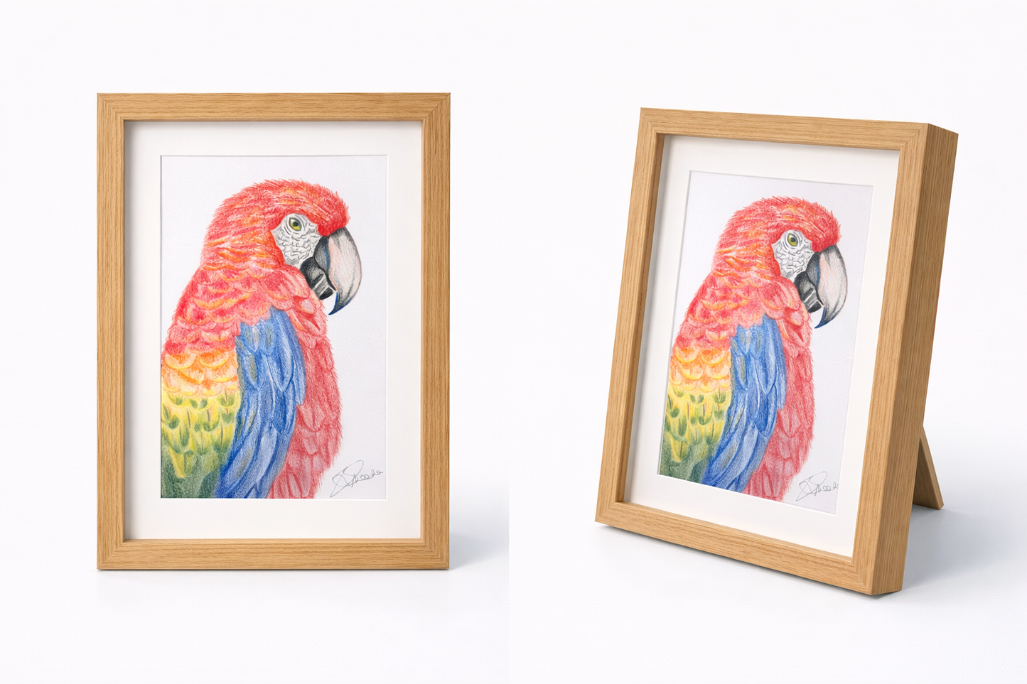 The Land of Parrots - Coloured Pencil Sketch