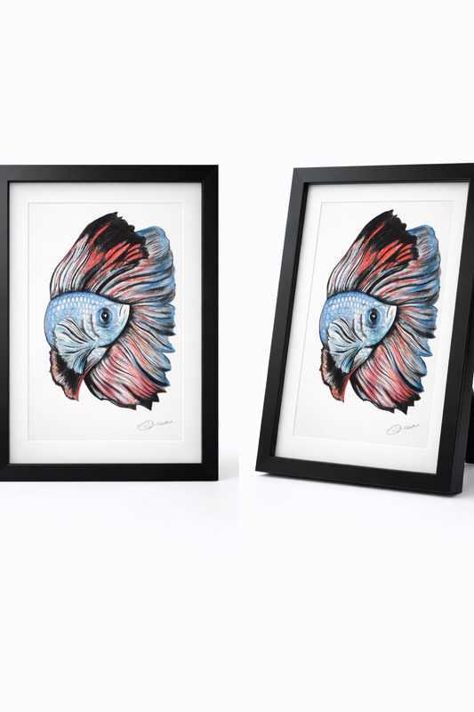 Fighting Fish - Coloured Pencil Sketch